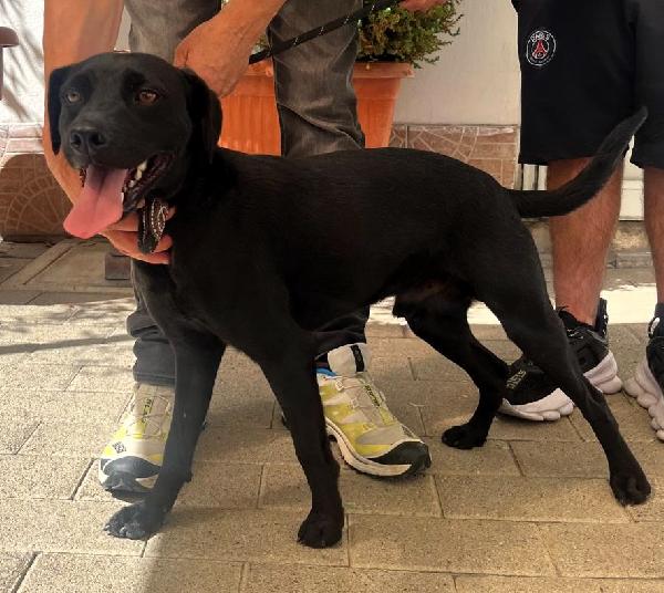 Nereo Dolce Cagnolino